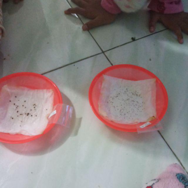 Biji Bunga Kochia Merah Import (kochia Scoparia Red)