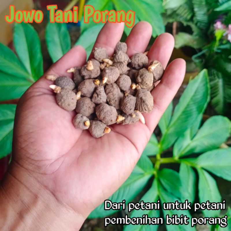 KATAK PORANG MINI kemasan 250gram