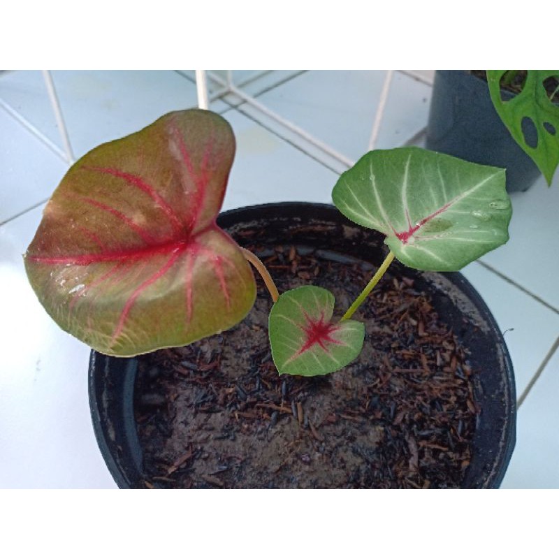 Bibit Caladium Keladi Impor Thailand Spider Mangkok / Red Guava Tanaman Hias