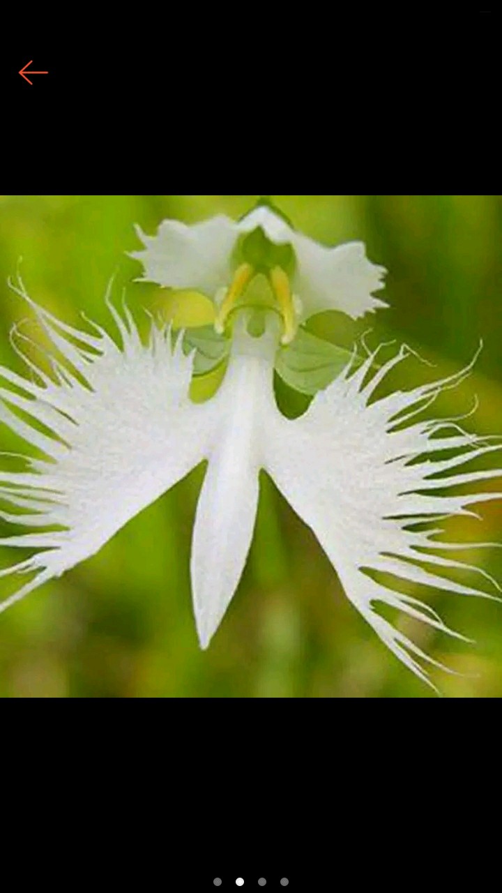 Benih Biji Anggrek Ekor Tupai