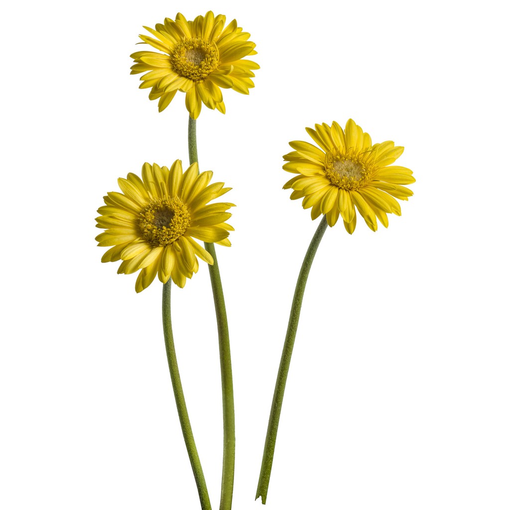 BUNGA GERBERA HEBRAS ASLI - KUNING - BUNGA POTONG