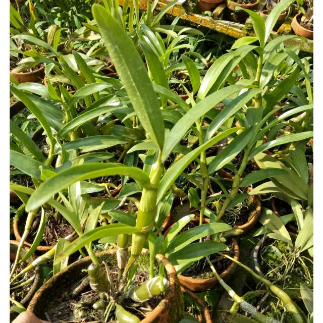 Anggrek Species Nobile