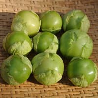 Benih Bibit Biji - Ciplukan Hijau Jumbo Cisineros Tomatillo Seeds