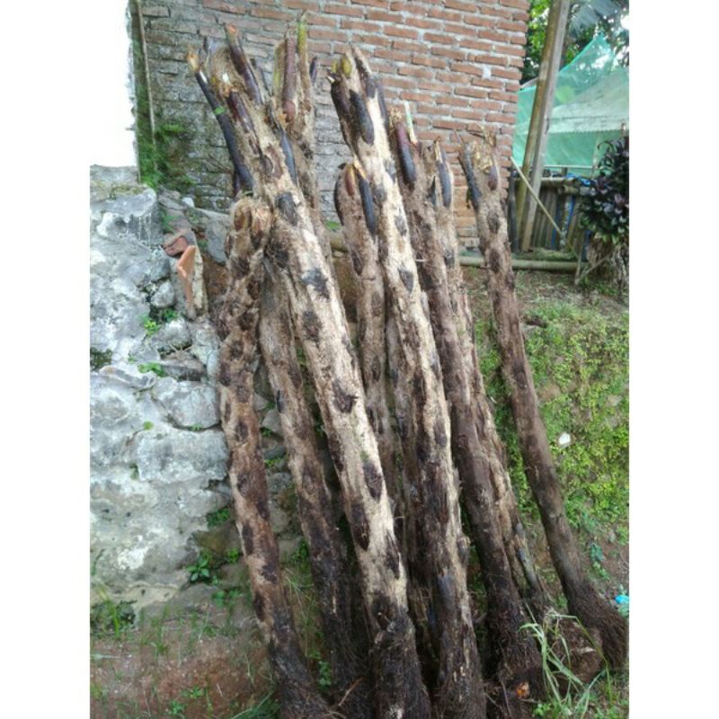 tanaman pakis paku tihang 2 meter paku haji pakis monyet