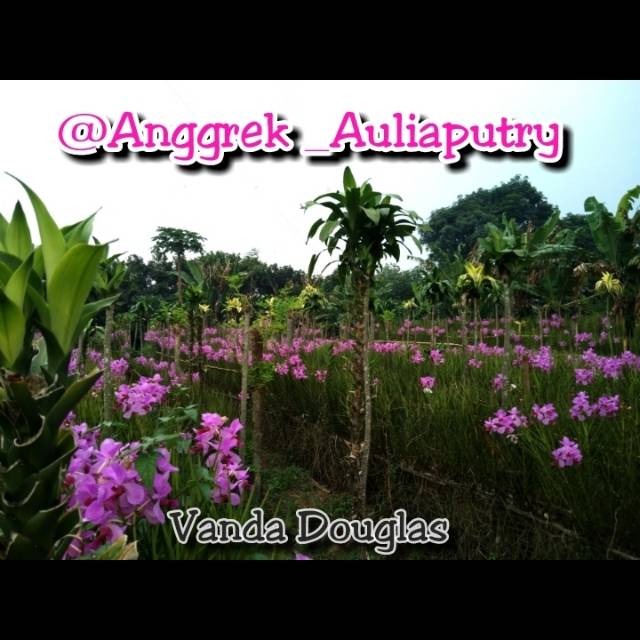 Paket Anggrek Vanda douglas spike - Anggrek Tanah