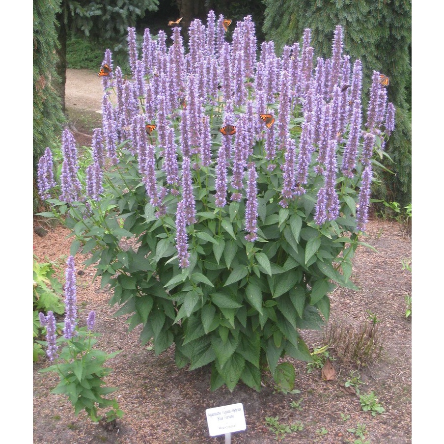 Benih Bibit Biji - Korean Mint Agastache rugosa Hyssop Raksasa Herb Seeds - IMPORT