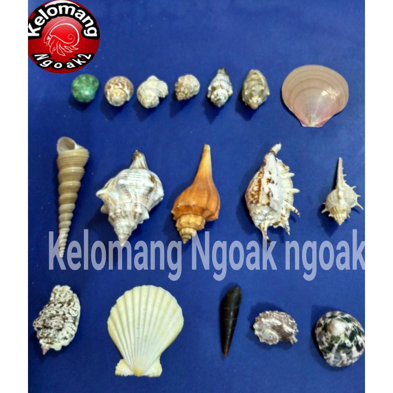 MURAH Cangkang Kerang Hias