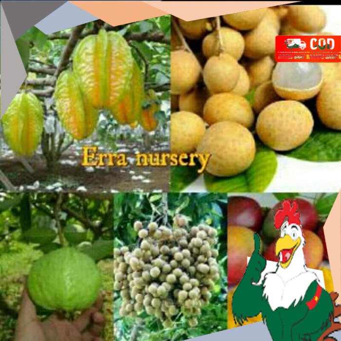 Paket 4 Jenis Bibit Buah (mangga, Blimbing,jambu Klengkeng,) Siap Berbuah