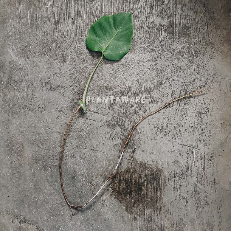 Monstera Variegata / Monvar Ekonomis G - Indukan Full White & Halfmoon