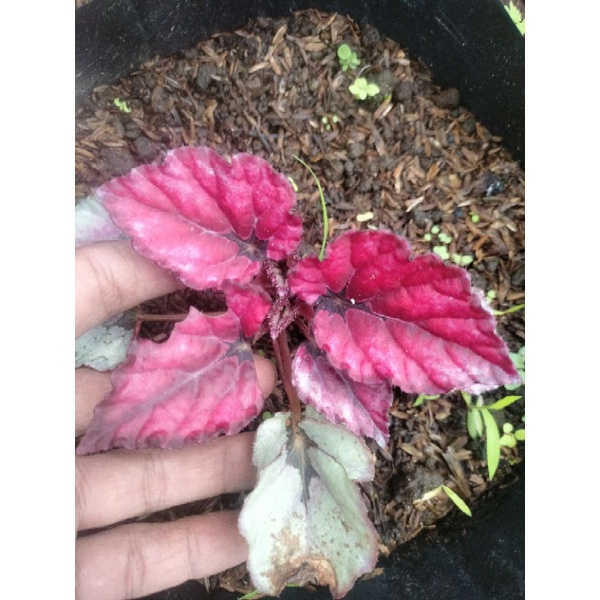 begonia red chili