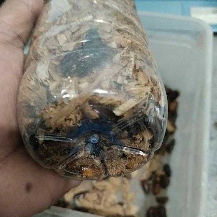 "PAR.25Au22n" Umpan mancing galatama lele umpan hidup kecoa batu atau kecoa tanah terlak cuba cere m