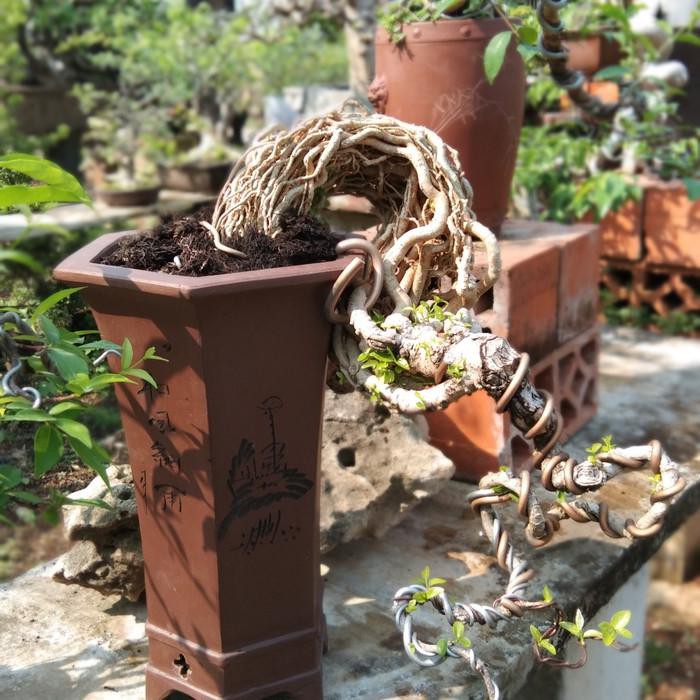 Hobbiton Bonsai Pot Gambody SLA