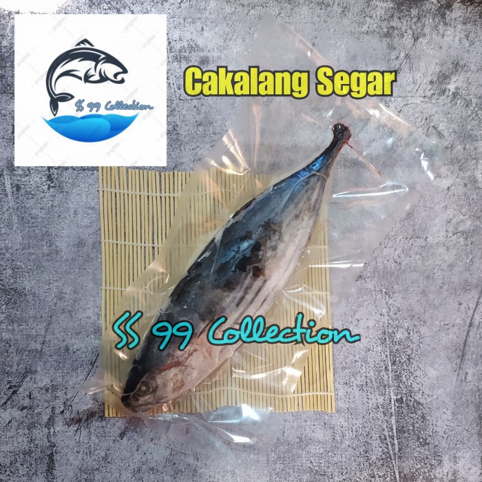 ikan cakalang segar / cakalang frozen