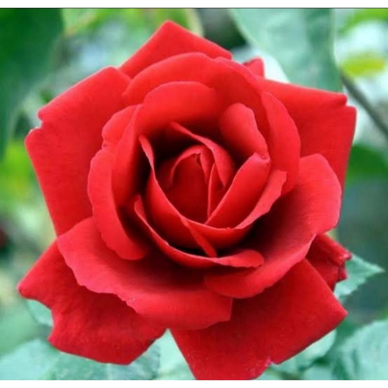 Mawar memiliki ciri khusus berupa