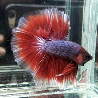 promo cupang rosetail,cupang halfmoon rosetail | shopee