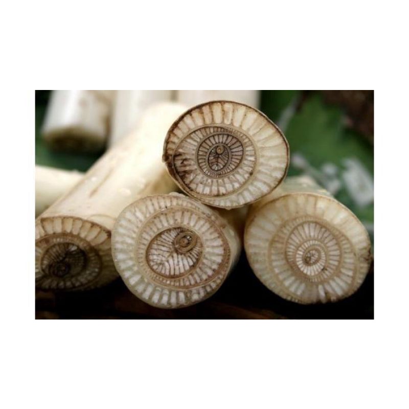 

Hati pohon pisang 1pcs
