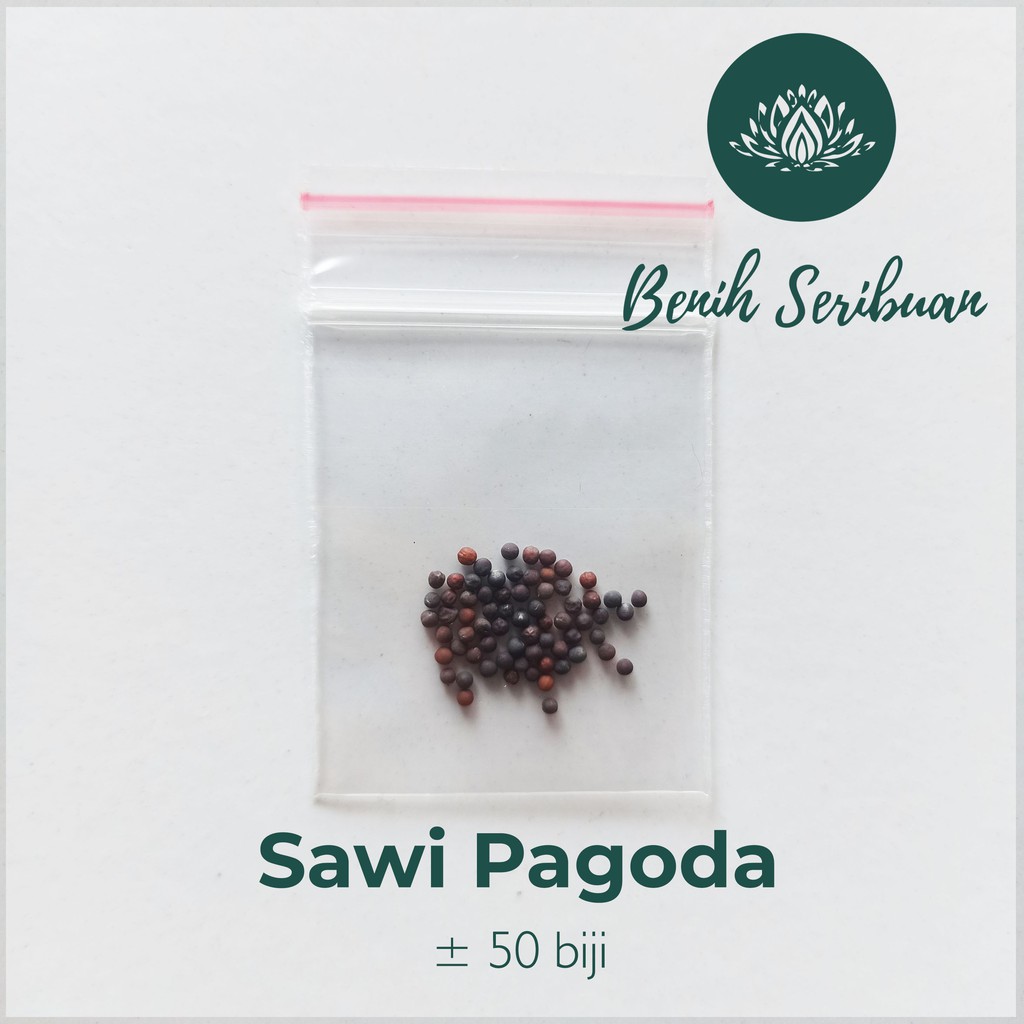 50 Biji Benih Sawi Pagoda F1 Ta Ke Cai Known You Seed Sayuran Tatsoi Bibit Tanaman Sayur Seribuan