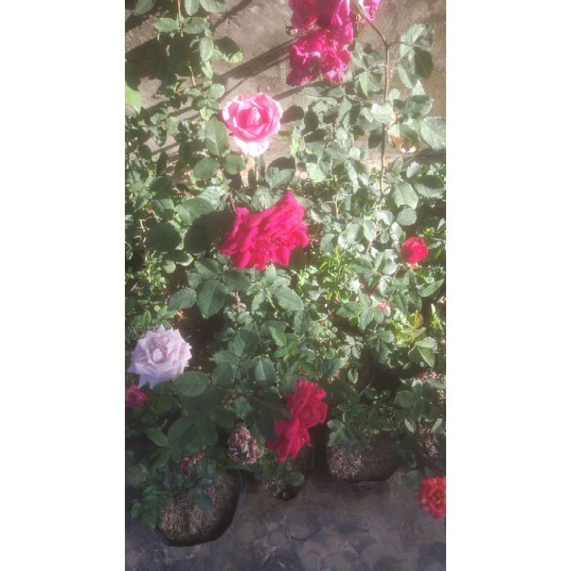 Bibit bunga mawar murah | TANAMAN BUNGA MAWAR