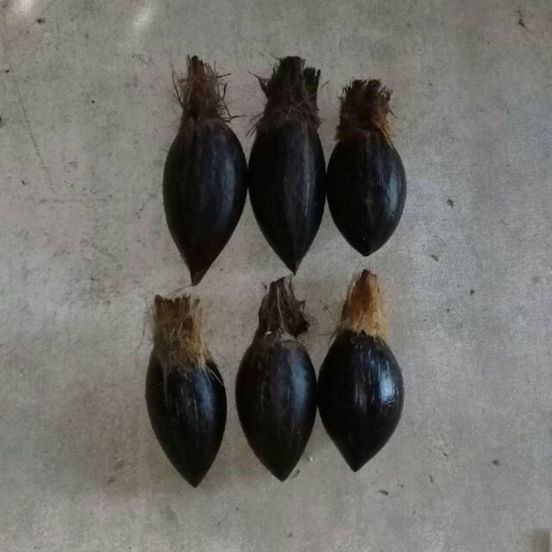 Bahan bonsai kelapa minion size 4