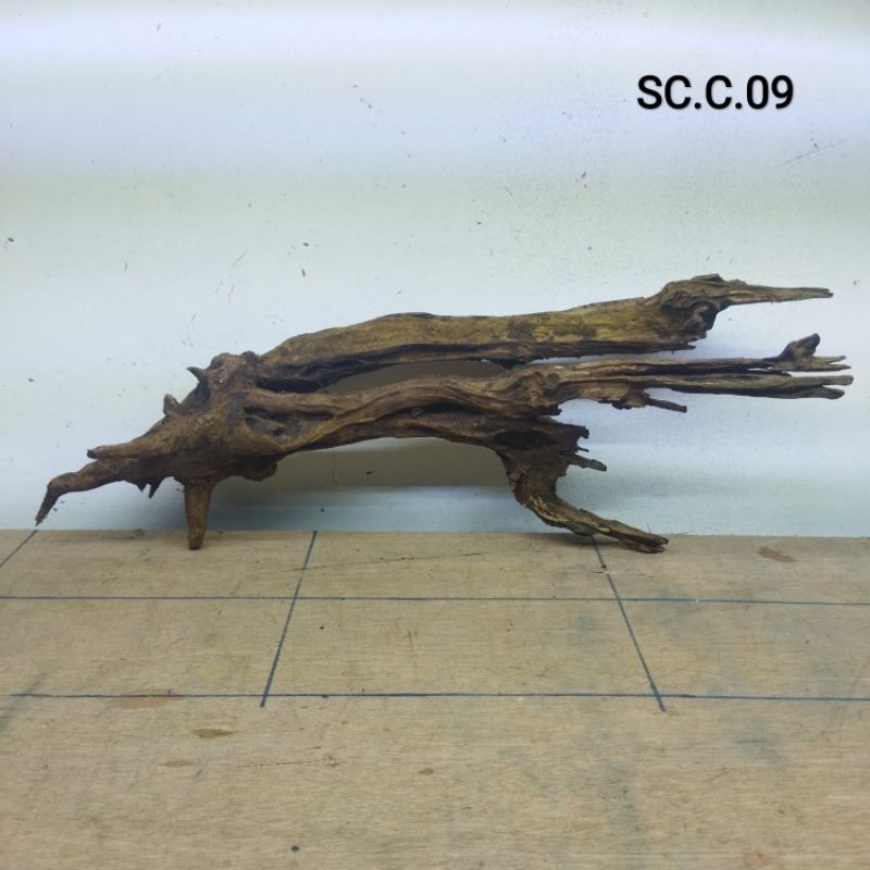 kayu tenggelam akar tenggelam dangkel rentek aquascape paludarium  chana discus