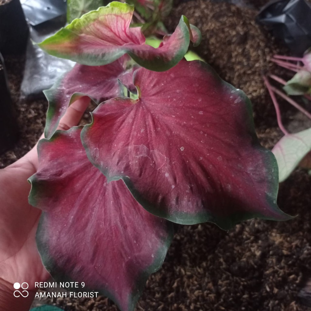 Bunga Keladi Rafles Caladium Red Ruffles Cantik Murah Berkualitas