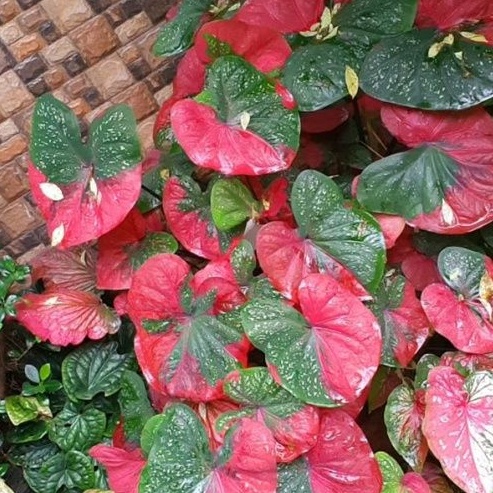 Keladi Baret Tanaman Hias Hidup Bibit Bunga Caladium Baret  Murah Bukan Bonggol