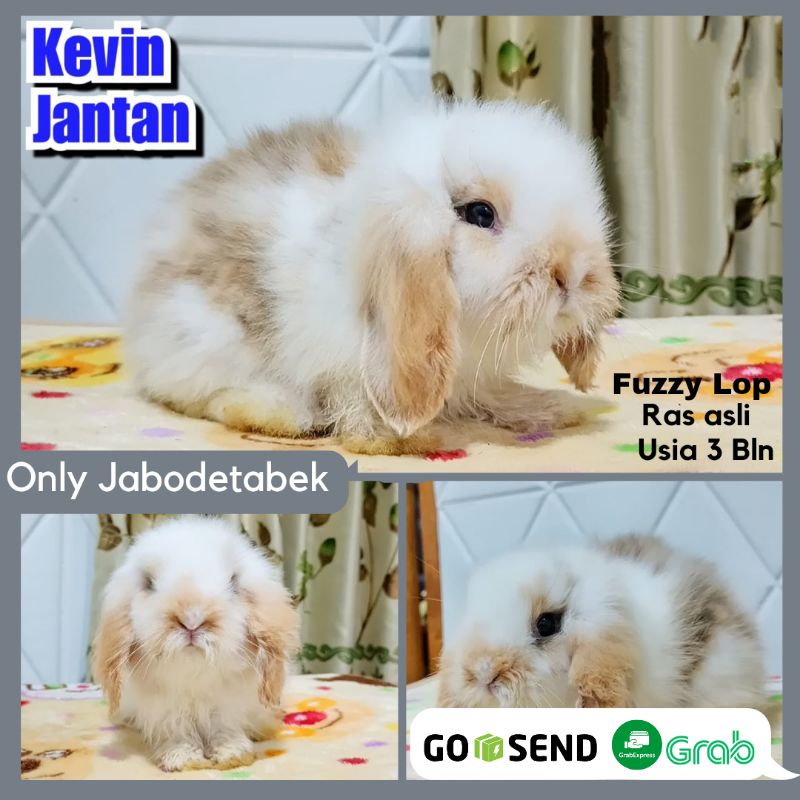 KELINCI HIAS FUZZY LOP FUZZYLOP HEWAN KELINCI PELIHARAAN BERKUALITAS SEHAT BERSIH RABBIT BUNNY