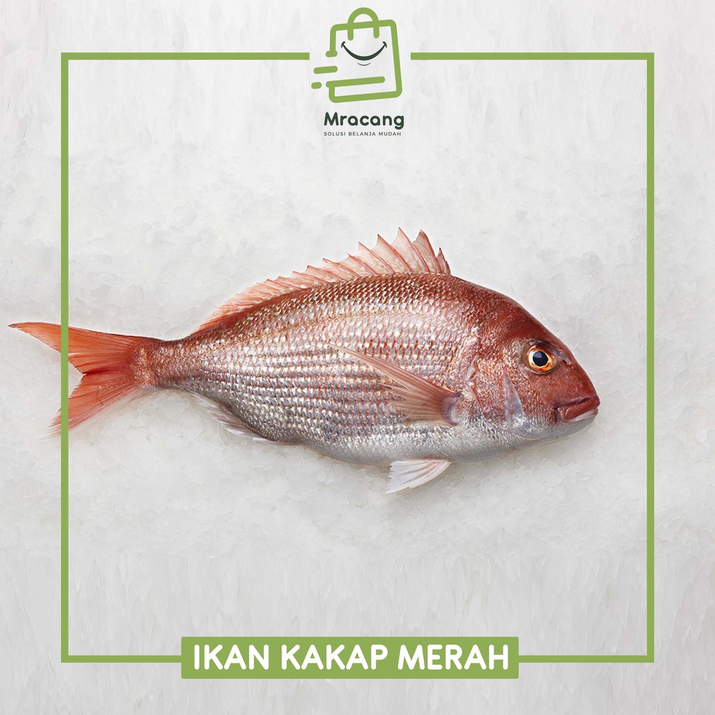 Gambar Ikan Kakap Gambar Ikan HD