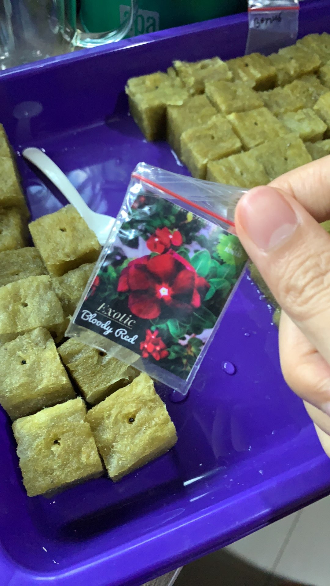 Benih Vinca Juntai - Vinca Exotic Bloody Red