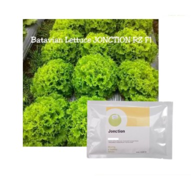 JUAL GROSIR Junction Benih Selada Batavia RZ Jonction pil orisinal