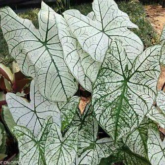 Tanaman hias keladi putih variegata - keladi variegata