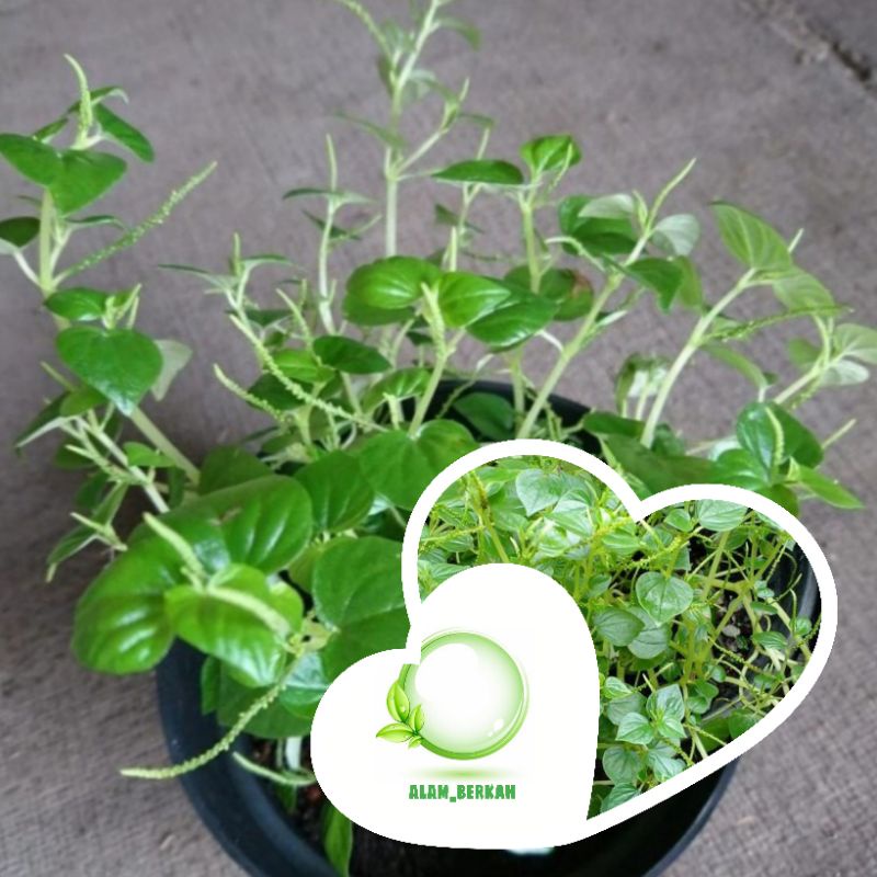 Bibit tanaman daun sirih cina/tanaman herbal