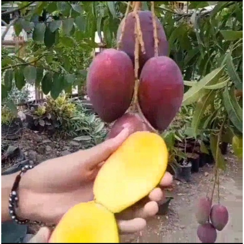 

bibit mangga import jenis Miyazakhy terunggul