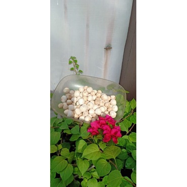 

Bawang putih tunggal asli fress 100 gram