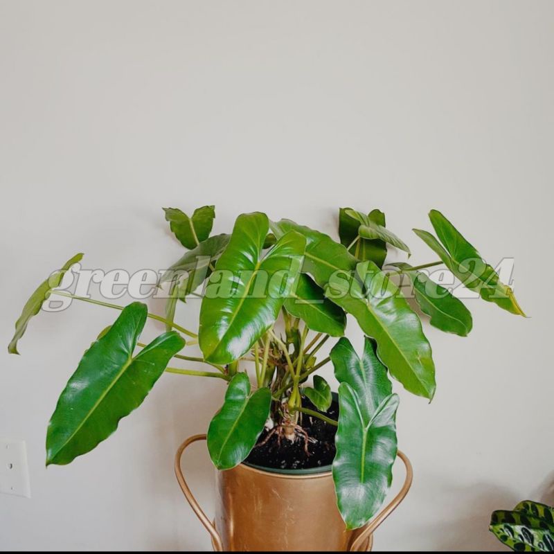 Philodendron burle marx - philodendron brekele - burle marx - philo brekele - philodendron