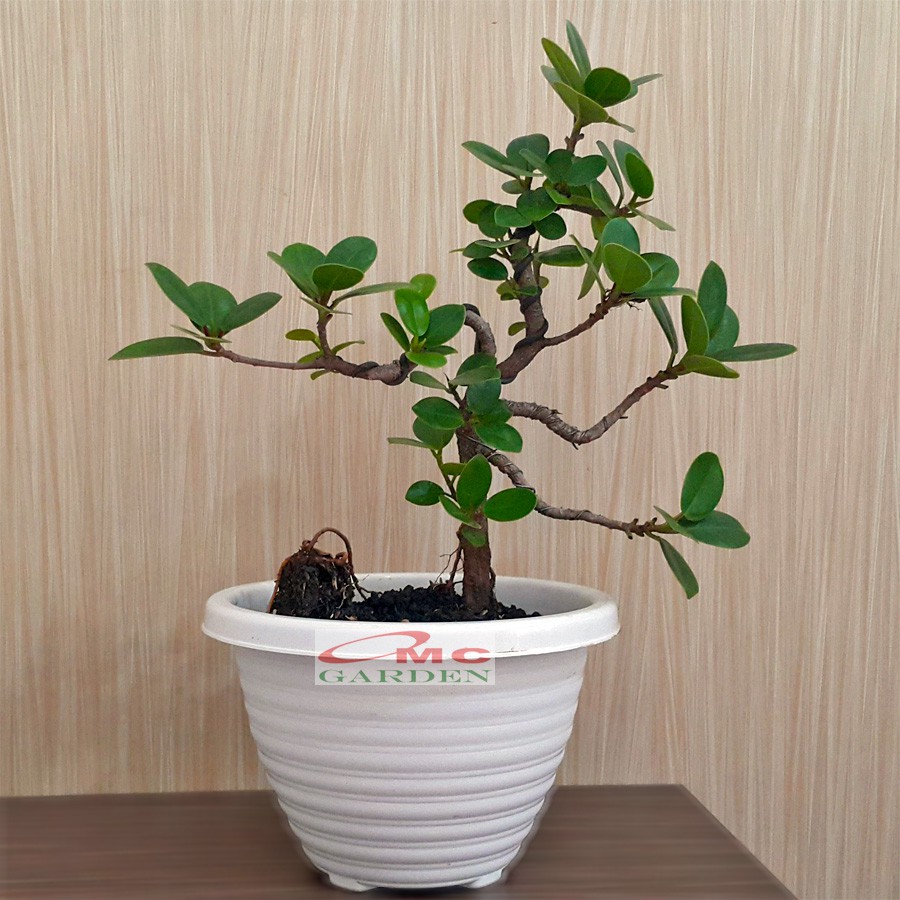 Bonsai Bonsae Mame Beringin Korea Mini Dolar Tanaman Hias Pohon B-BK-005