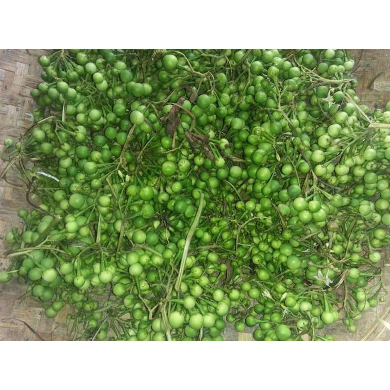 

Herbal mata minus buah cepokak/ takokak segar 500grm