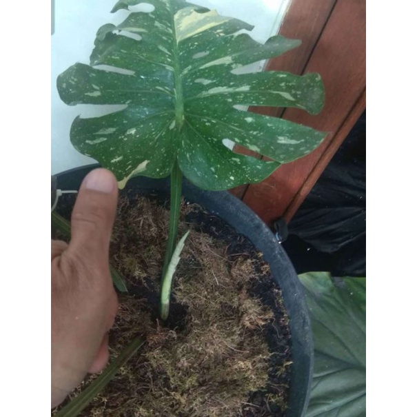 monstera varigata Thailand