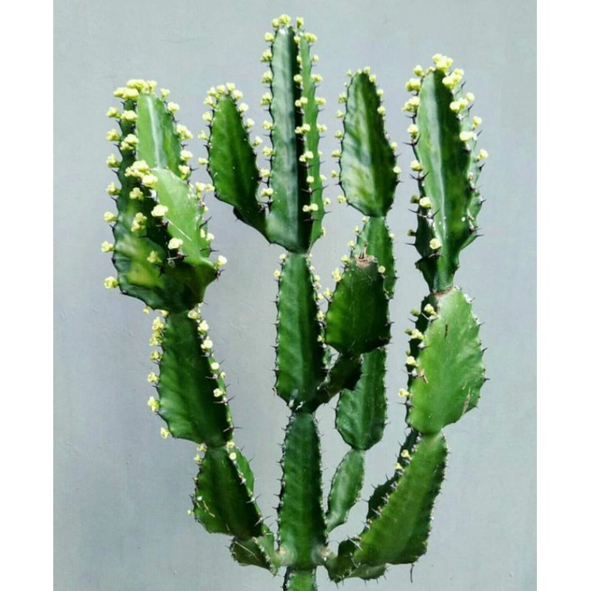 EUPHORBIA ANTIQUORUM / EUPHORBIA / KAKTUS / BIBIT KAKTUS