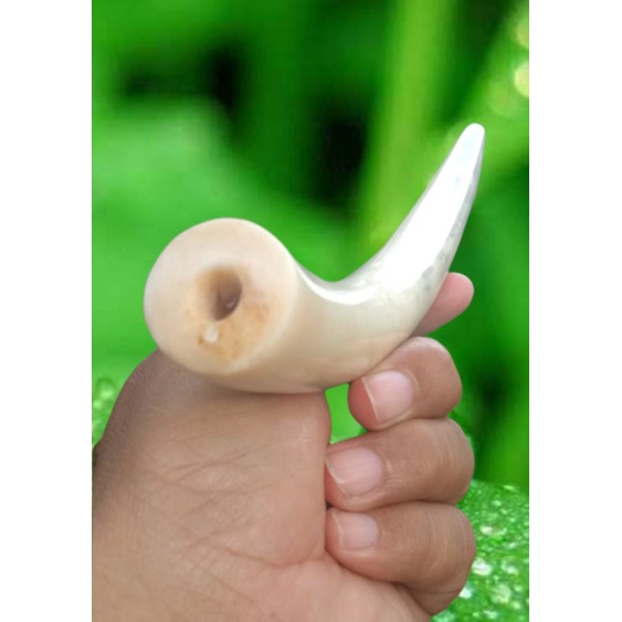 PIPA ONCE TULANG IGA DUYUNG BULAT PANJANG 20 CM