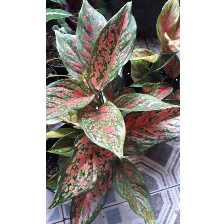 AGLONEMA VENUS/AGLONEMA RED VENUS REMAJA/BUNGA AGLONEMA VENUS MURAH/AGLONEMA VENUS MURAH PROMO