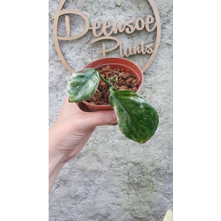 scindapsus treubii varigata superstar (tunas)