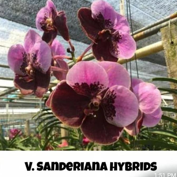 Anggrek Vanda Sanderiana Hybrid