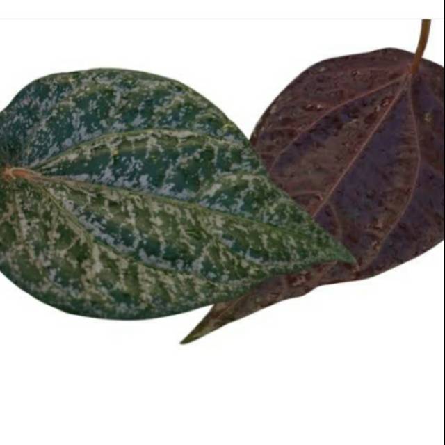 

Daun sirih 70 Lembar
