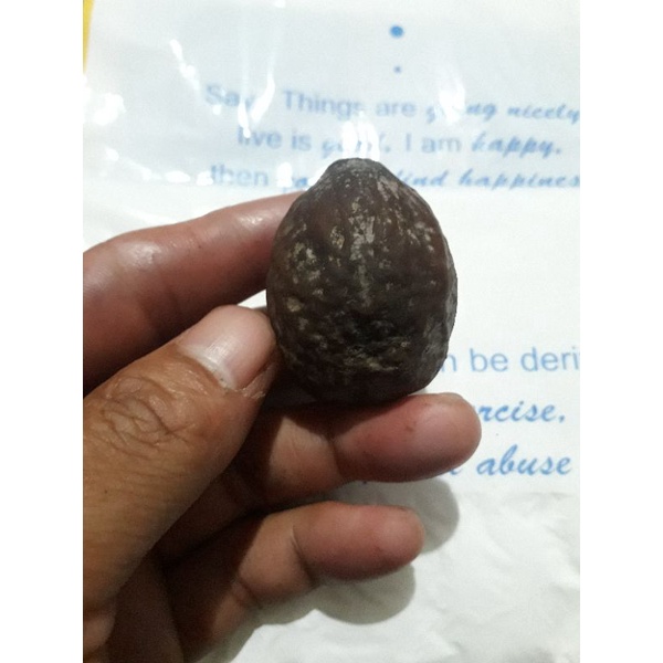 muncang adu jayanti jawa (wonosobo )