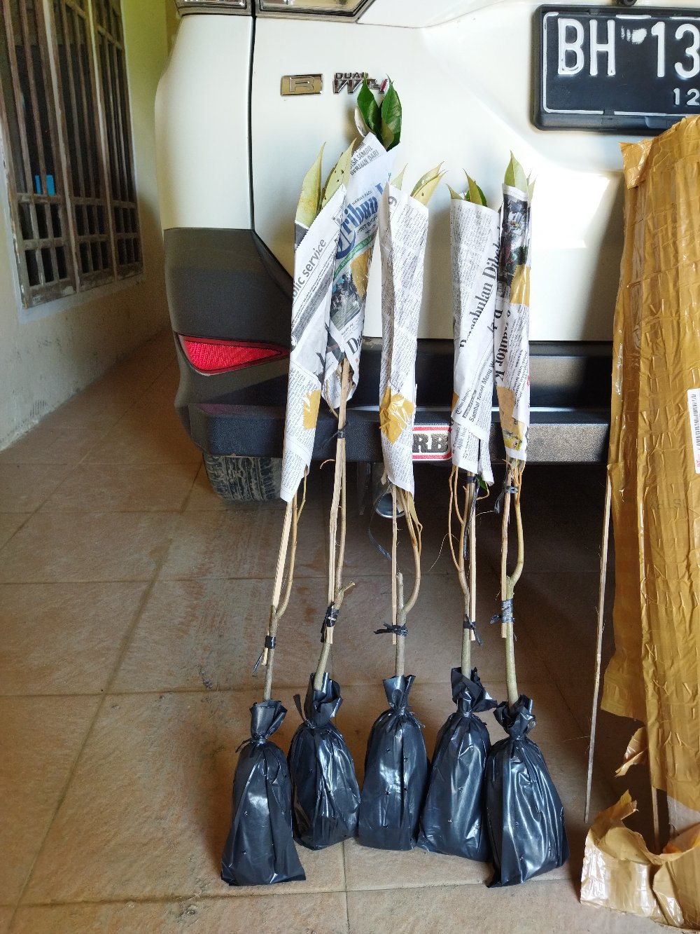 Bibit Durian Montong