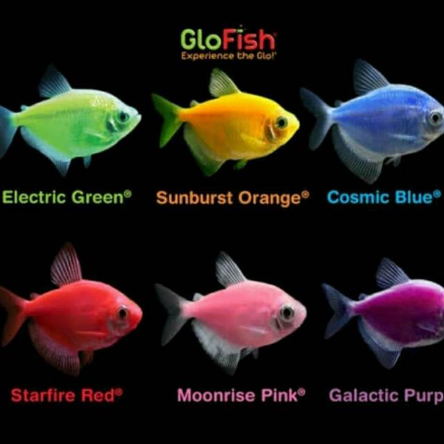 HIASAN AQUARIUM GLOFISH TETRA ELECTRIC COCOK UNTUK AQUASCAPE KHUSUS OJEK ONLINE