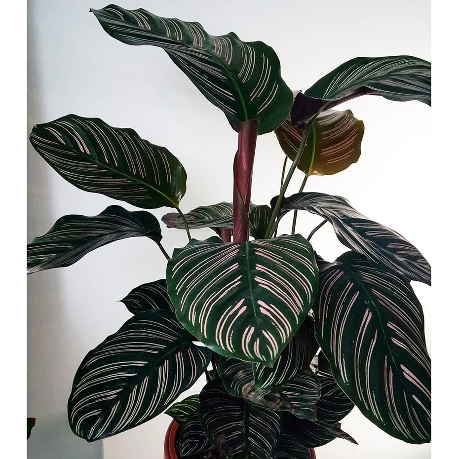 Bunga Calathea Kalatea Ornata Saderiana Cantik Murah Berkualitas