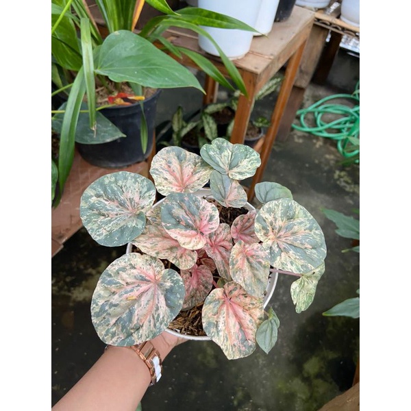 Tanaman hias Peperomia lady pink
