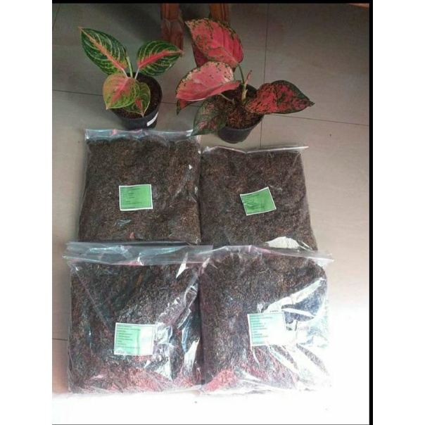 Media tanam fermentasi